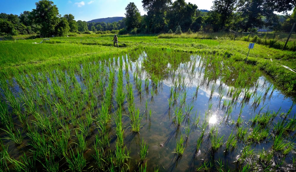 2013 Publication Rice Vol2