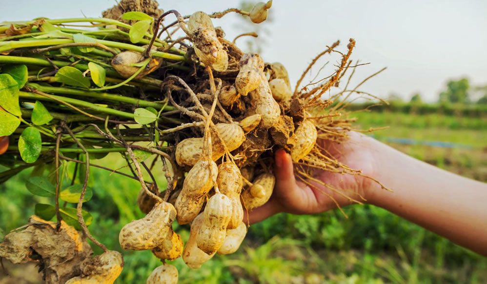 2015 Publications Groundnut Rosette Virus Disease